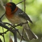 image of bird