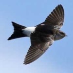 image of bird