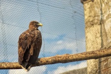 image of animal