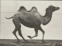 image of animal