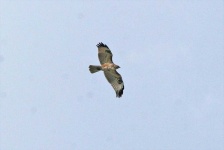 image of animal