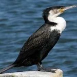 image of bird