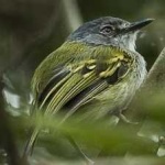image of bird