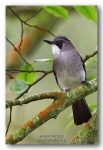 image of bulbul