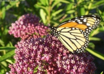 image of monarch