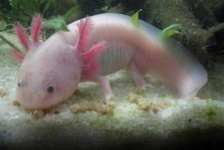 image of axolotl