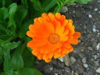 image of flower
