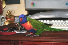 image of lorikeet