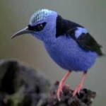 image of bird
