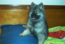 image of keeshond