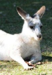 image of animal