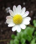 image of daisy