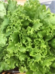 image of lettuce #29