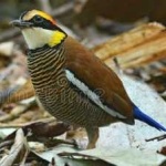 image of bird