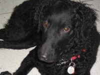 image of curly_coated_retriever