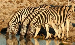 image of zebra