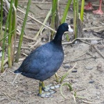 image of american_coot