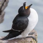 image of bird