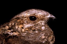 image of nightjar