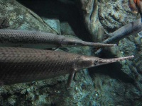 image of gar