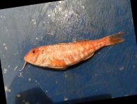 image of fish
