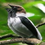 image of bird