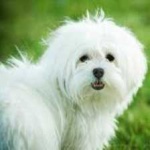 image of animal