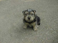image of norwich_terrier