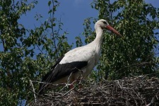 image of black_stork