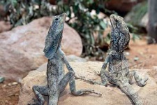 image of frilled_lizard