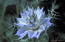 image of flower
