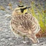 image of bird