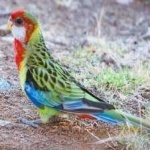 image of bird