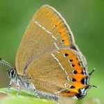 image of animal