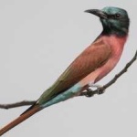 image of bird