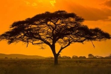 image of savanna