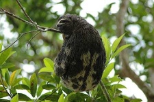image of three_toed_sloth
