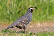 image of quail