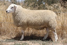 image of animal