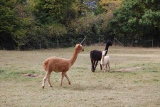 image of alpaca #28