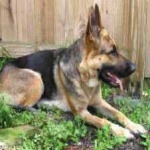 image of german_sheperd #10