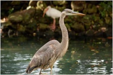 image of crane