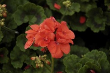 image of geranium #10