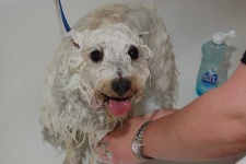 image of west_highland_white_terrier