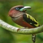 image of banded_broadbill #20