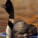 image of bird