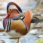 image of bird