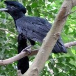 image of bird