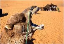image of arabian_camel