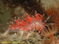 image of sea_slug #34